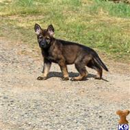 german shepherd puppy posted by Yosemite _Shepherds